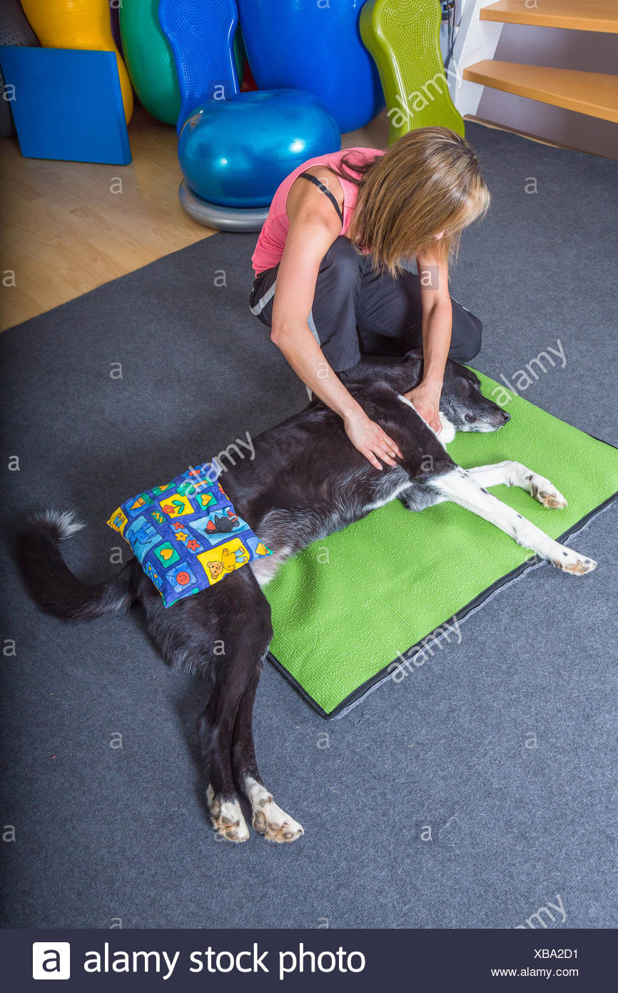 Therapiehund Stockfotos und bilder Kaufen Alamy