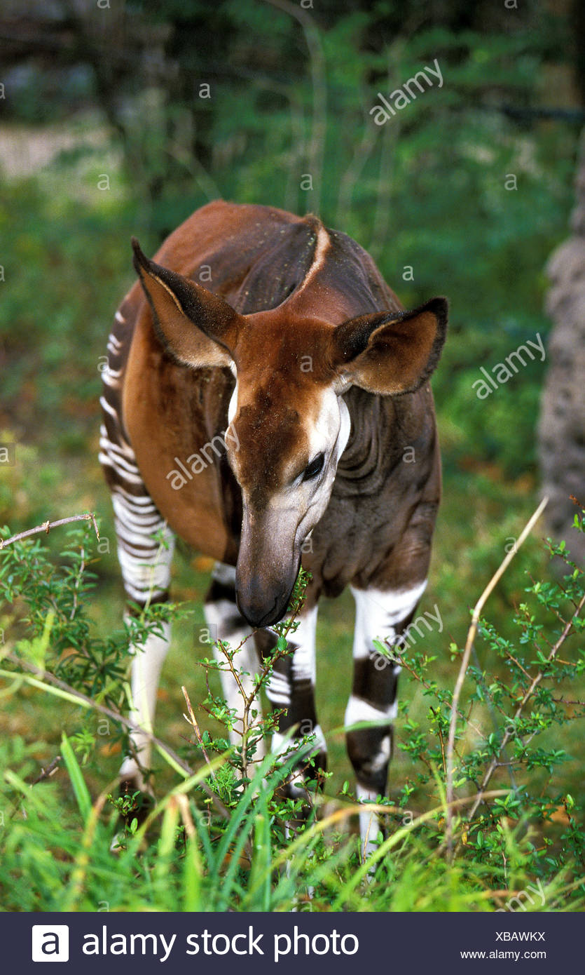 Okapi Johnstoni Stockfotos und bilder Kaufen Alamy