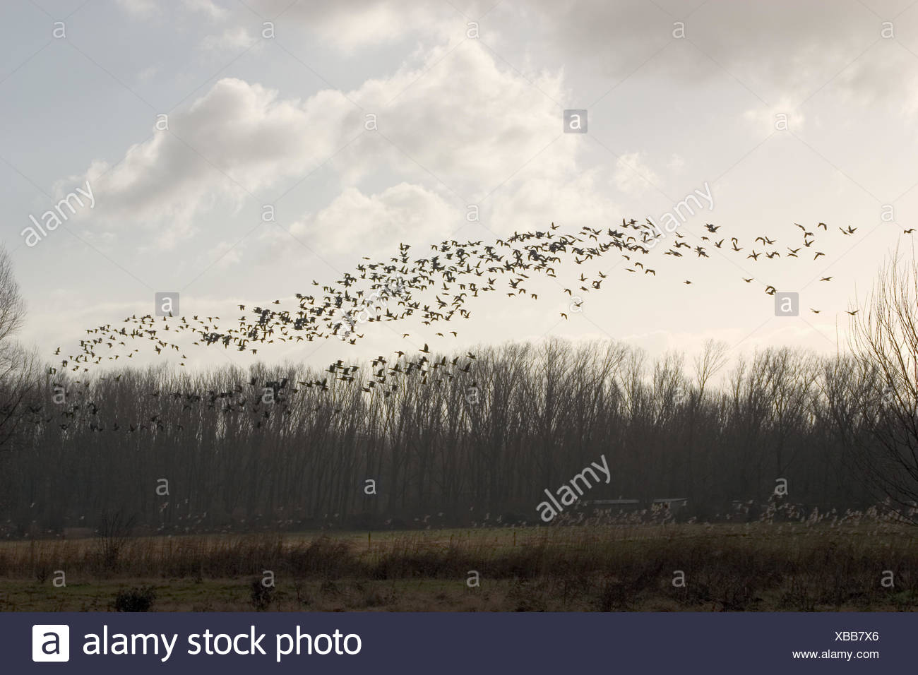 Voegel sammeln sich in baeumen