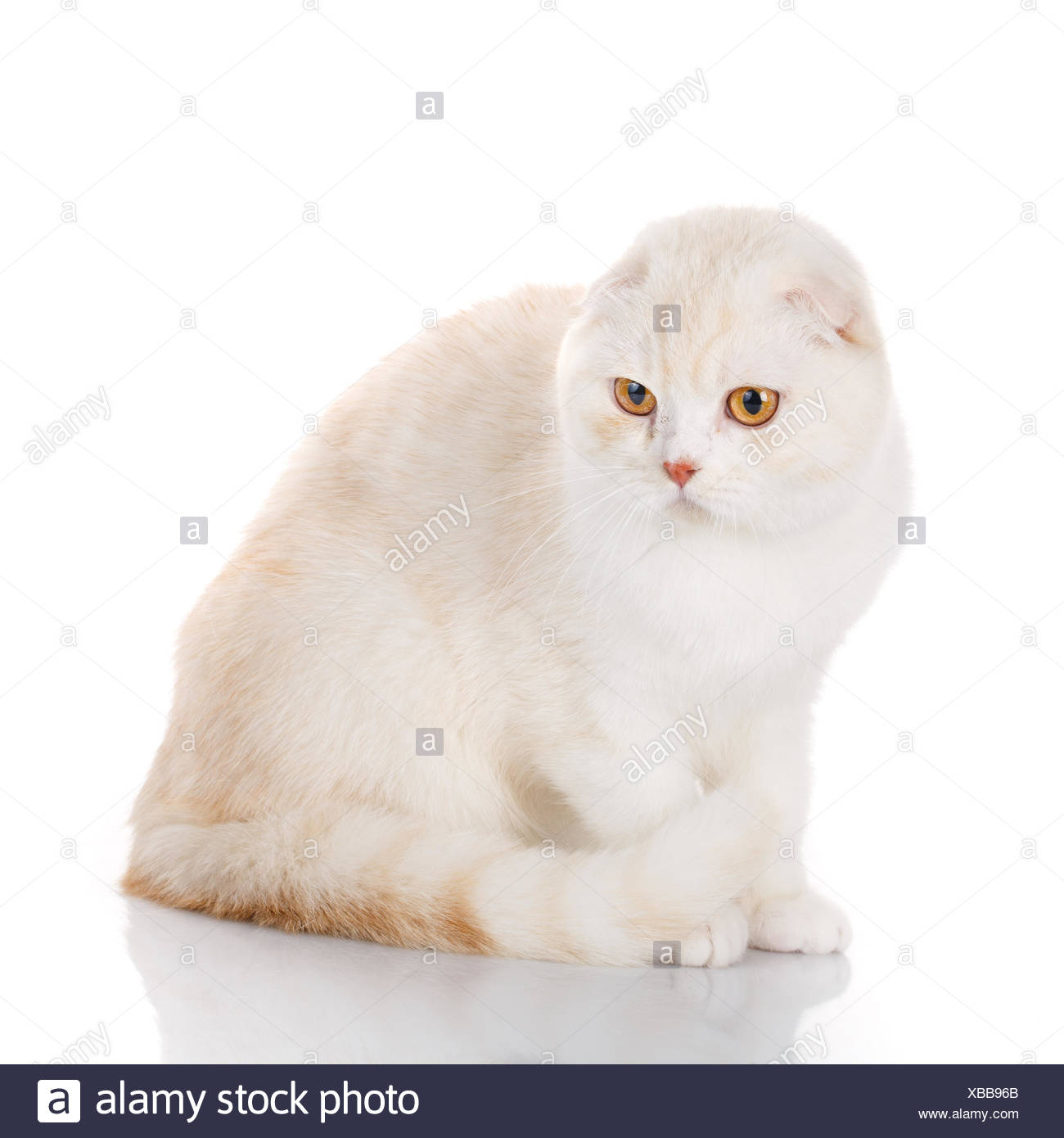 Weisse Britische Kurzhaarkatze Mit Gelben Augen Isoliert Stockfotografie Alamy