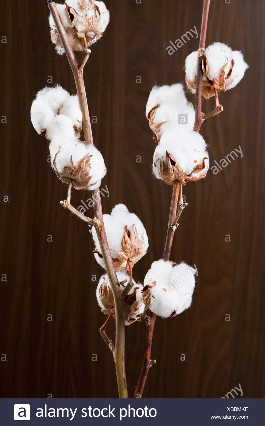 Baumwollpflanze Mit Baumwolle Sprungseile Stockfotografie Alamy