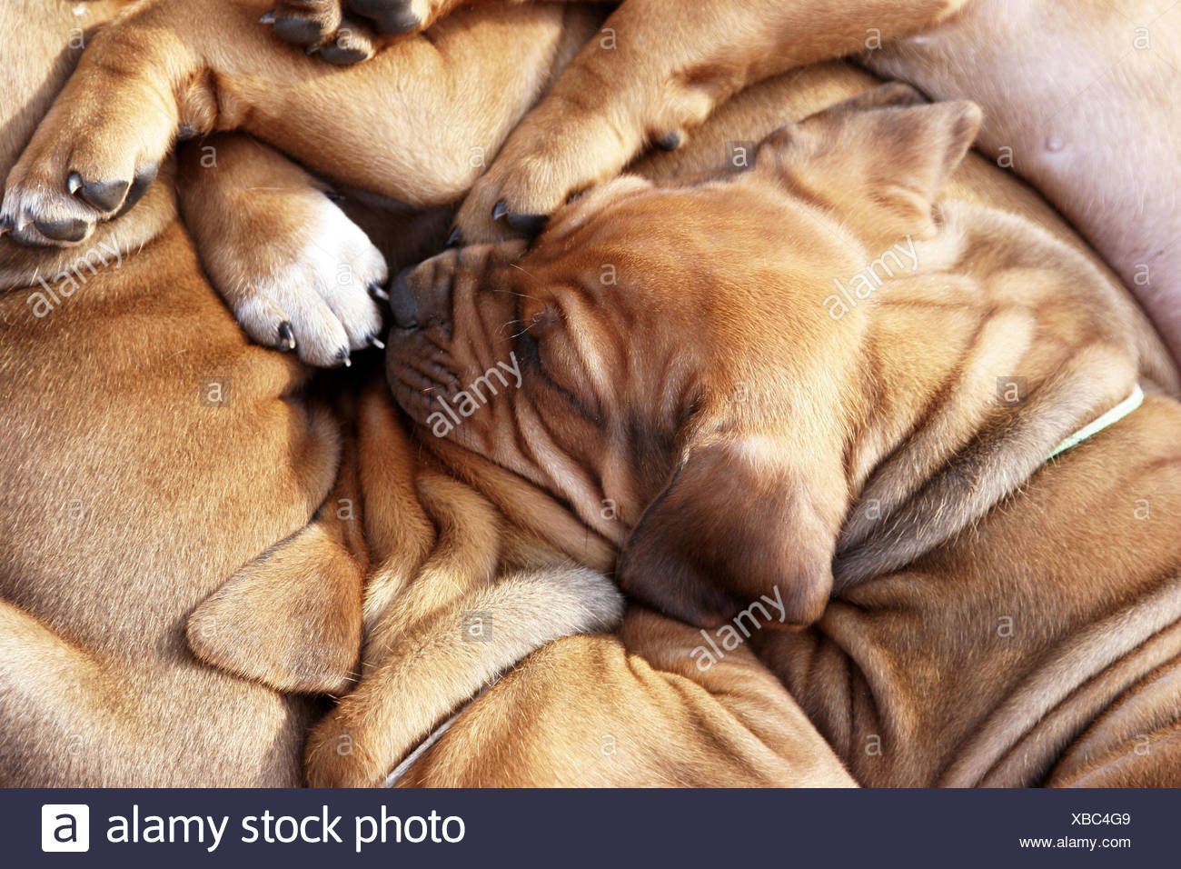 Hundewelpen Rhodesian Ridgeback Schlafen Tiere Hunde Tierbabys Welpen Rasse Rassehunde Hunde Liegen Hell Ruhen Braun Stockfotografie Alamy