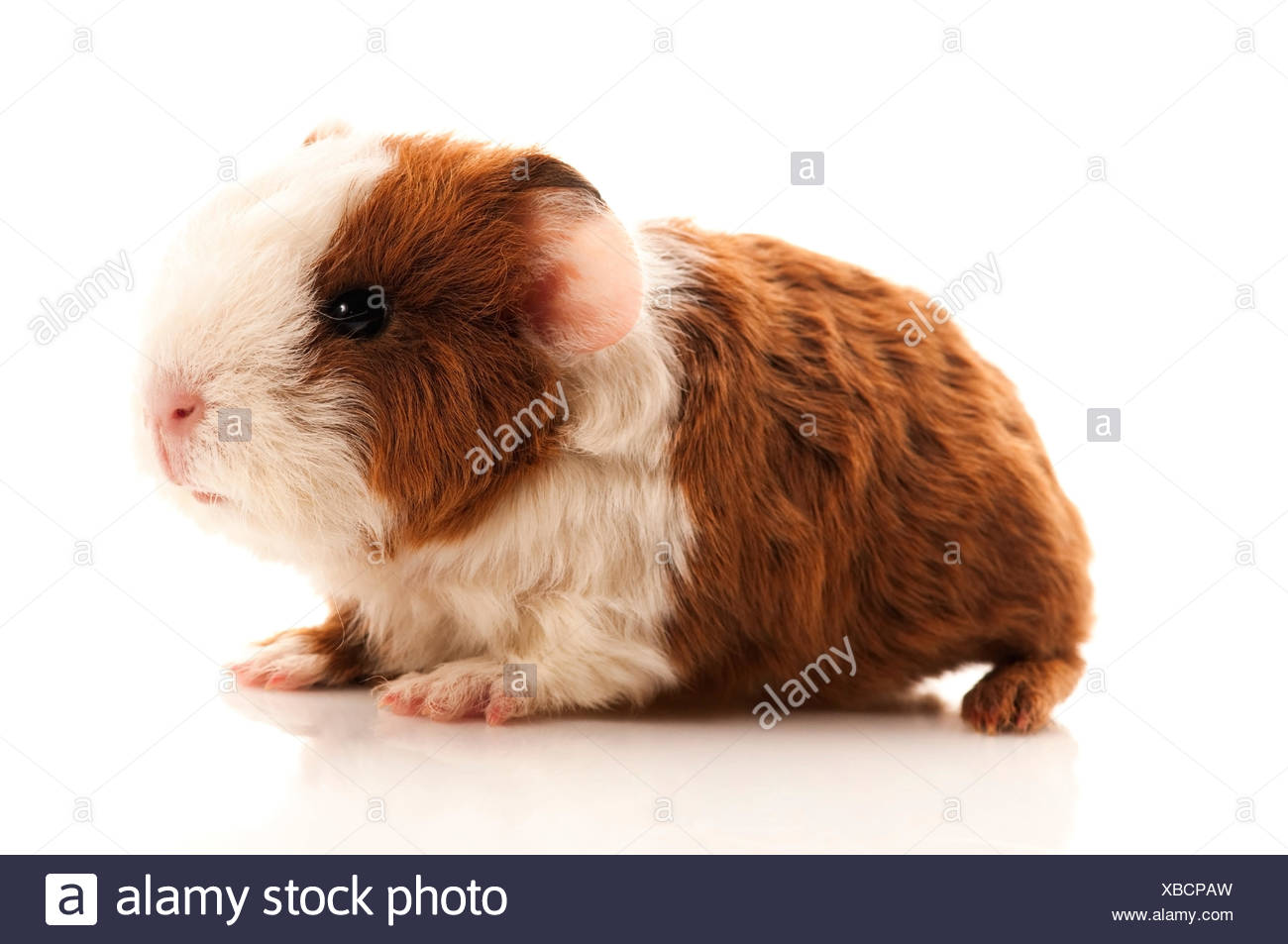 guinea-pig-baby-stockfotos-und-bilder-kaufen-seite-2-alamy