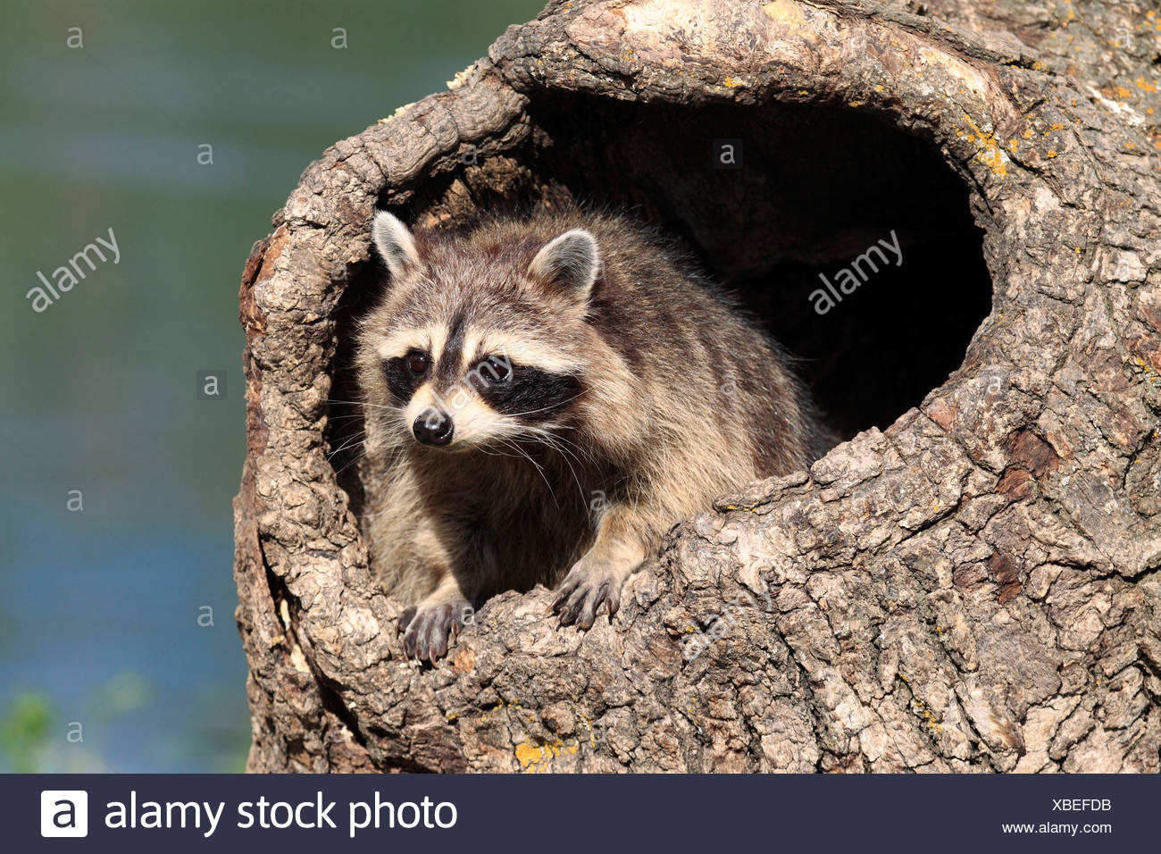 nordamerikanischer-waschb-r-stockfotos-und-bilder-kaufen-alamy