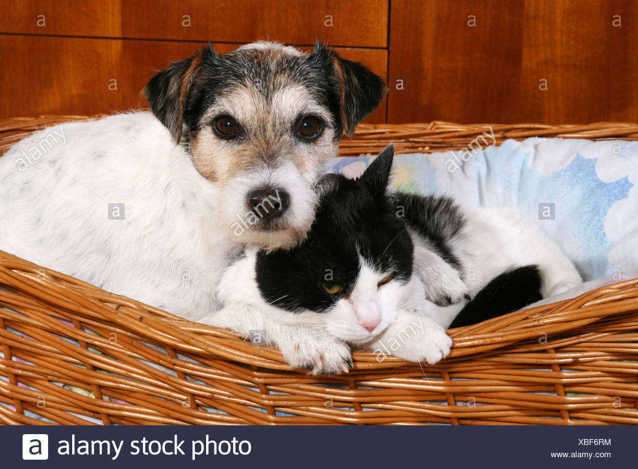Parson Russell Terrier und Katze Stockfotografie Alamy Parson Russel Terrier | Tiere, Hunde, Katzen