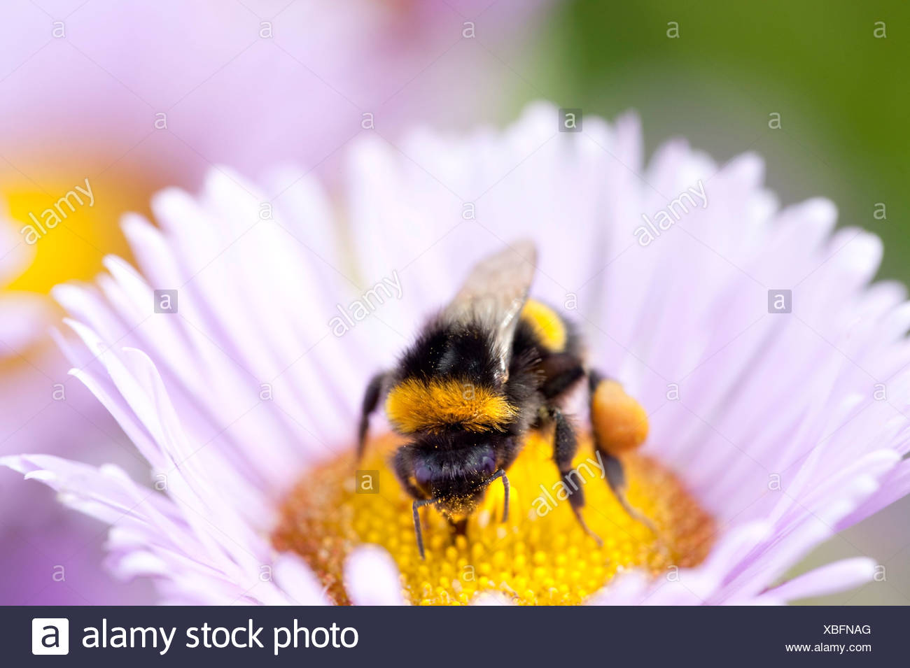 Hummel auf Blume, UK Stockfotografie - Alamy