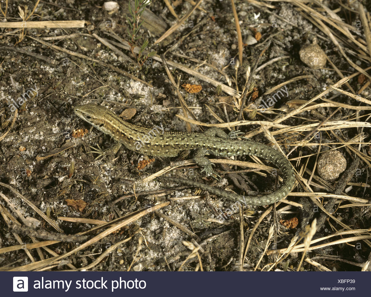 Gemeinen Eidechse - Lacerta vivipara Stockfoto