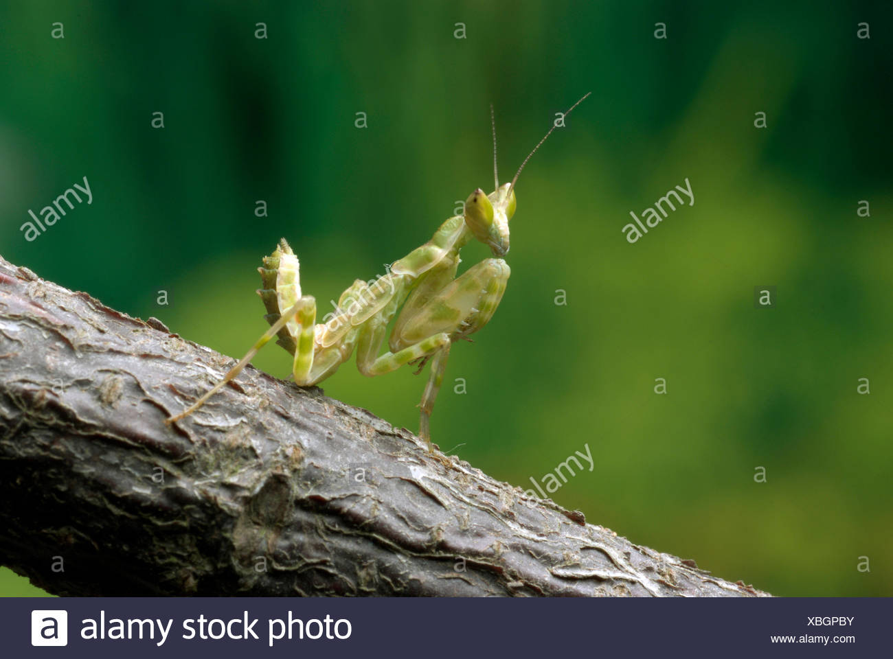 Jeweled Blume Mantis Indian Flower Mantis Creobroter Gemmatus Auf Einem Ast Stockfotografie Alamy