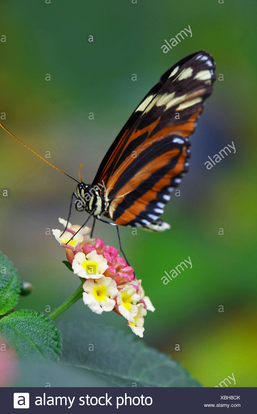 Monarch Schmetterling Im Botanischen Garten Augsburg Deutschland