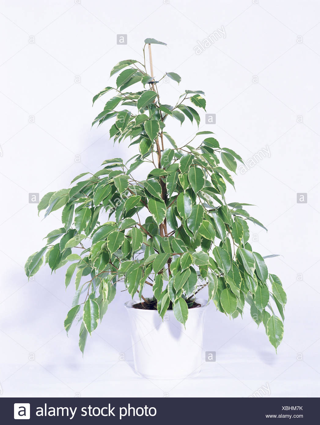 Birkenfeige Ficus Benjamina Stockfotos und bilder Kaufen Alamy