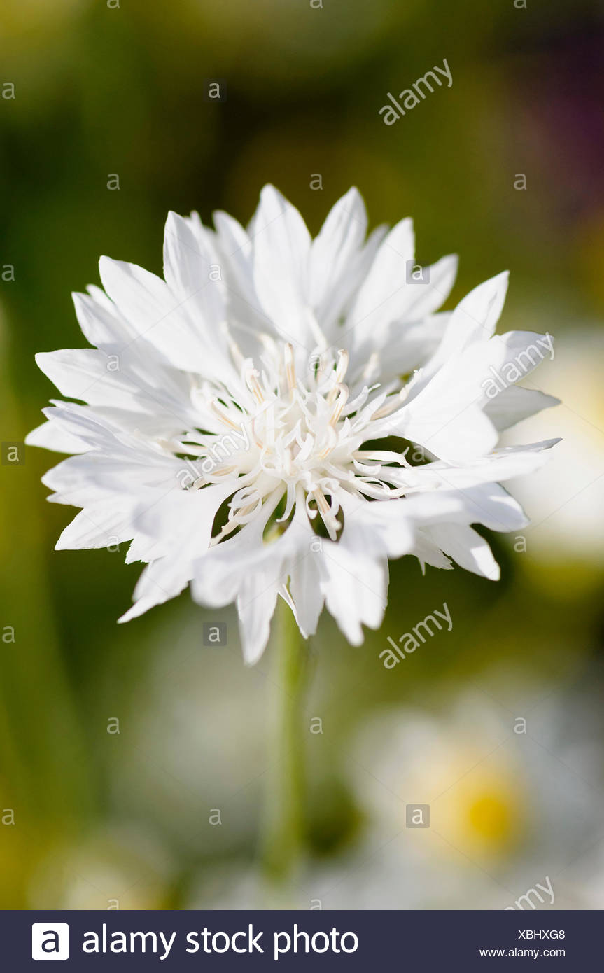 Kornblume Weiss Centaurea Centaurea Cyanus Sorte Geschaftsbericht Naturliche Schonheit Farbe Cottage Gartenpflanze Kulinarische Verwendet Delicate Essbar Blume Sommer Blute Frosthart Growing Krauter Natur Outdoor Pflanze Stamen Weiss