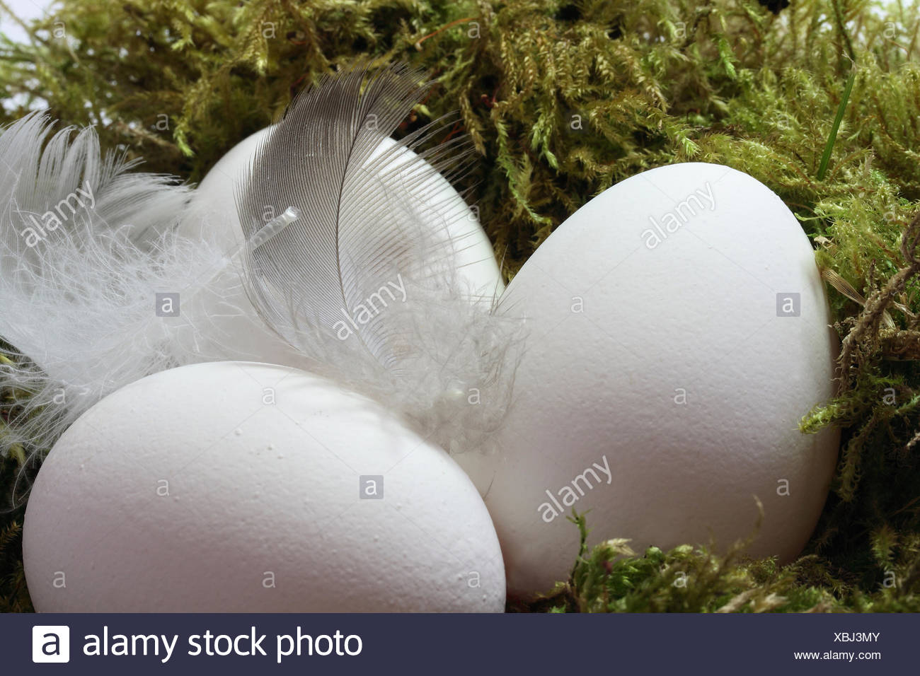 Federn Nest Drei Moos Eiern Ei Federn Nisten Drei Moos Eiern