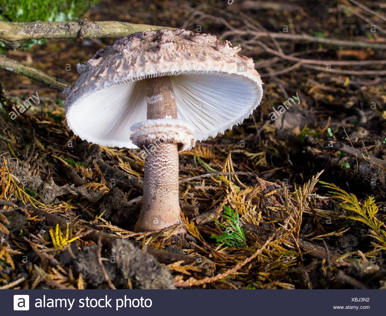 wallpapers Orden Agaricales https www alamy de macrolepiota procera tambin conocido como apagador cucurril sonnenschirm matacandil o galamperna es un hongo basidiomiceto del orden agaricales image282525182 html