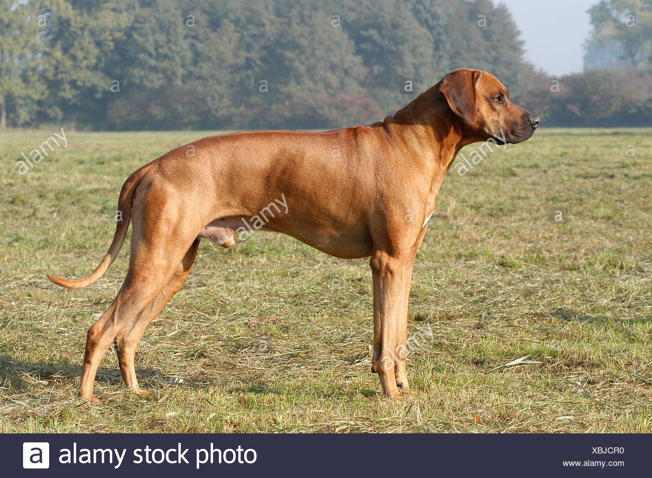 Rhodesian Ridgeback Hund stehend Stockfoto, Bild 282532292 Alamy