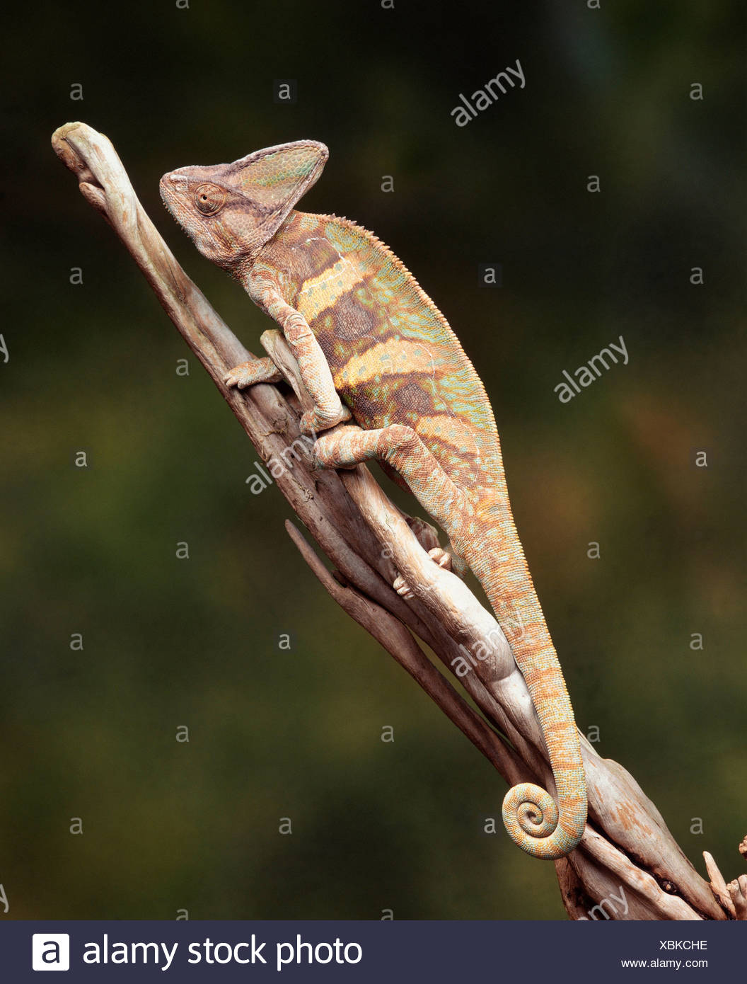 Chamäleon Auf Einer Niederlassung Stockfotos & Chamäleon Auf Einer