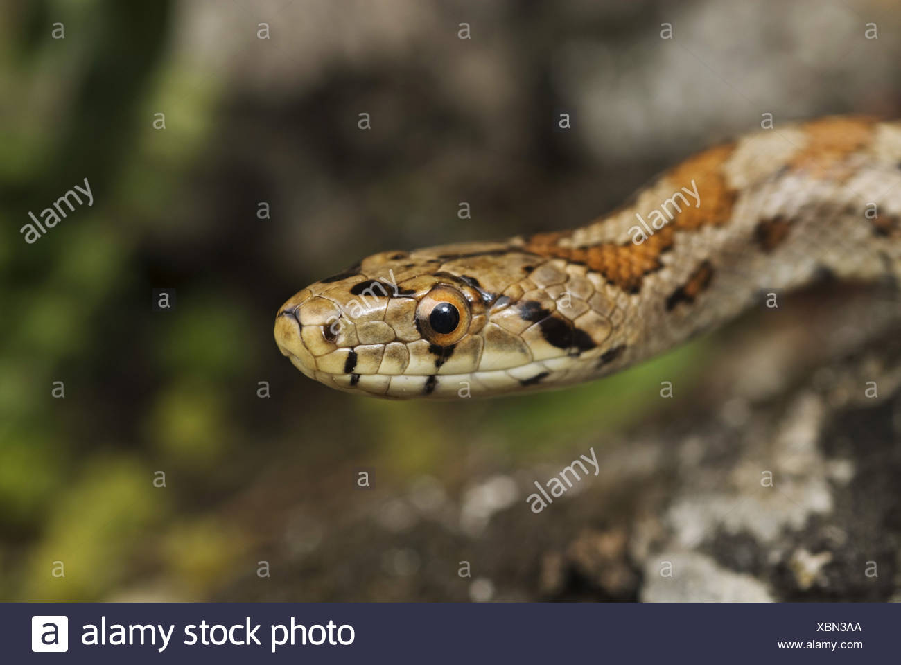 Schlangen Der Dodekanes Inseln Stockfotos Und Bilder Kaufen Alamy