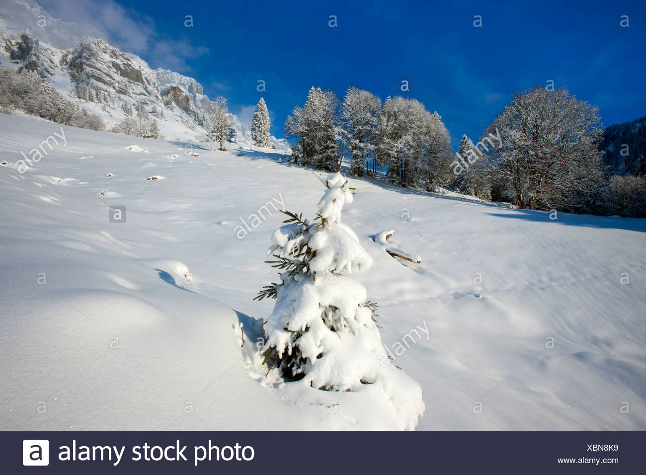 Klausenpass Kanton Uri Schweiz Europa Kanton Glarus Winter Schnee Berge Baume Jung Neu Fichte Stockfotografie Alamy