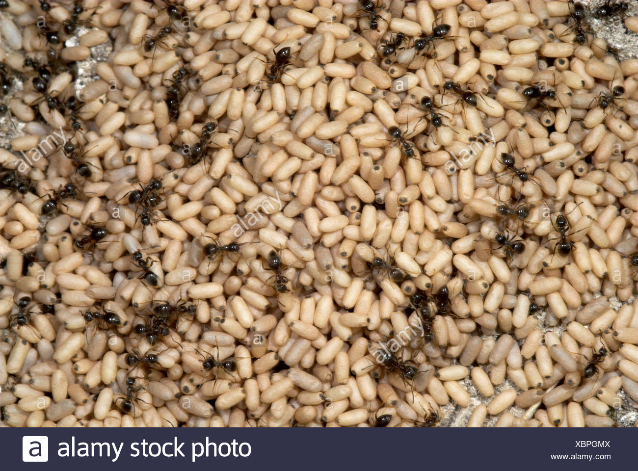 Lasius Niger Nest Stockfotos und bilder Kaufen Alamy