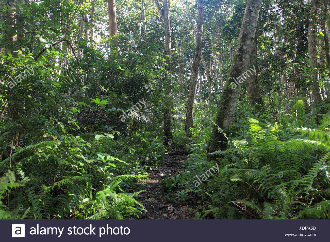 Tropischer Wald Stockfotos & Tropischer Wald Bilder - Alamy