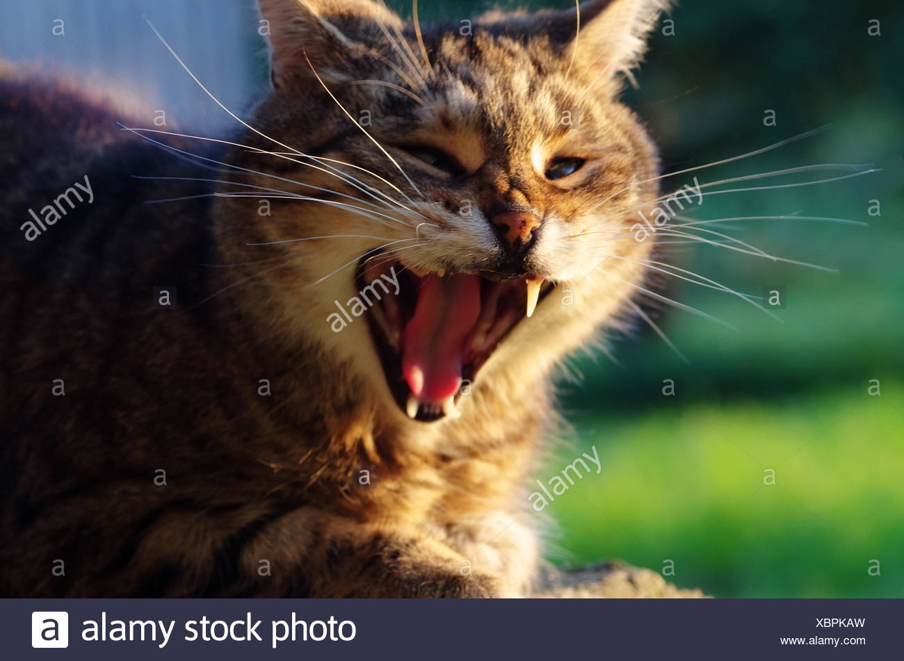 Katze Mit Offenem Mund Stockfotografie Alamy