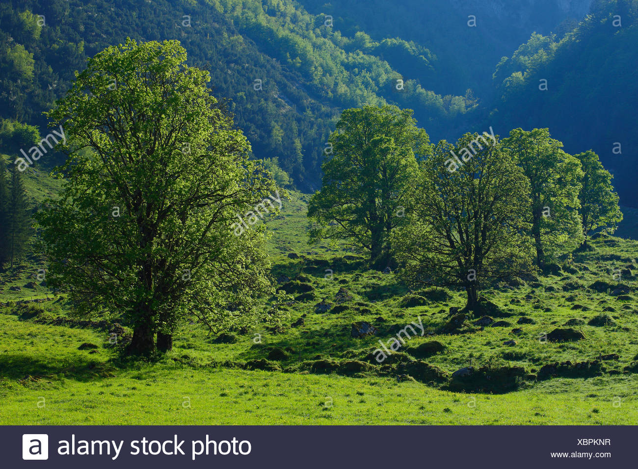 Acer Pseudoplatanus, Ahorn, Baum, Berg, Bergahorn, Berge, Bäume, Frühling, Bergen, Kanton Glarus, Schweiz, grün Stockfoto