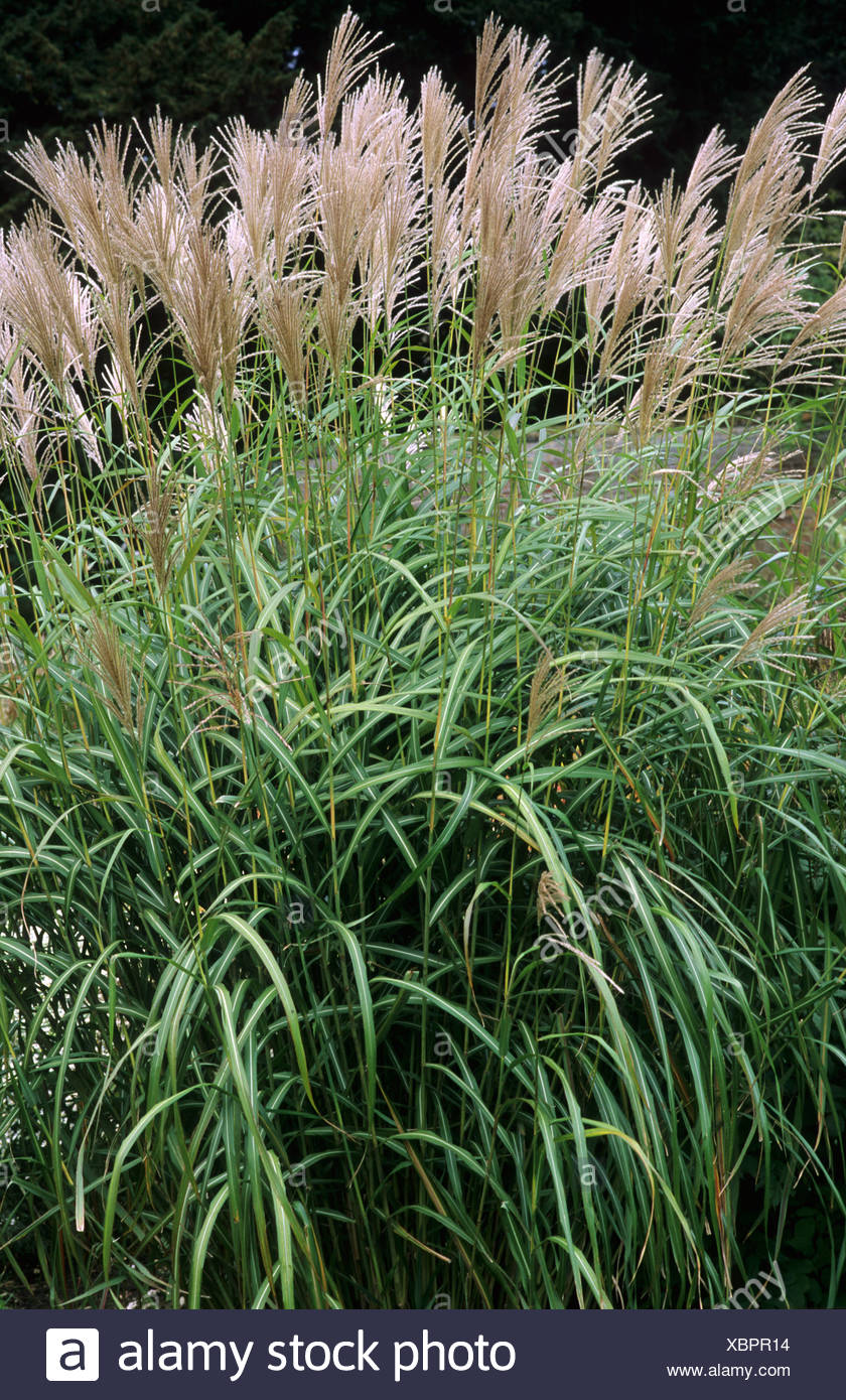 Miscanthus Sinensis Goliath Stockfotografie Alamy