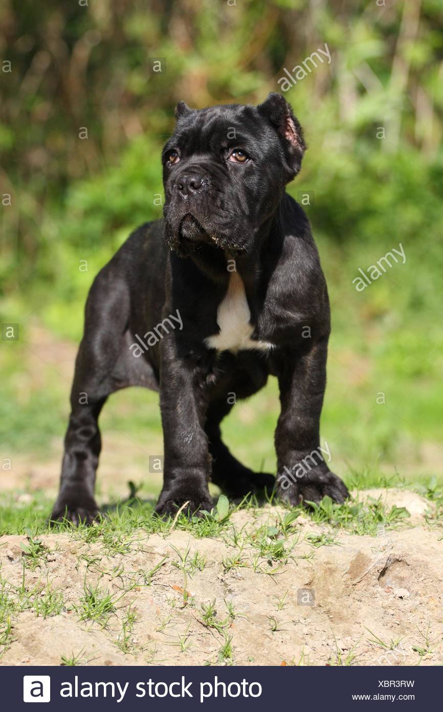 Mastino Napoletano Hund Welpen Stockfotografie Alamy