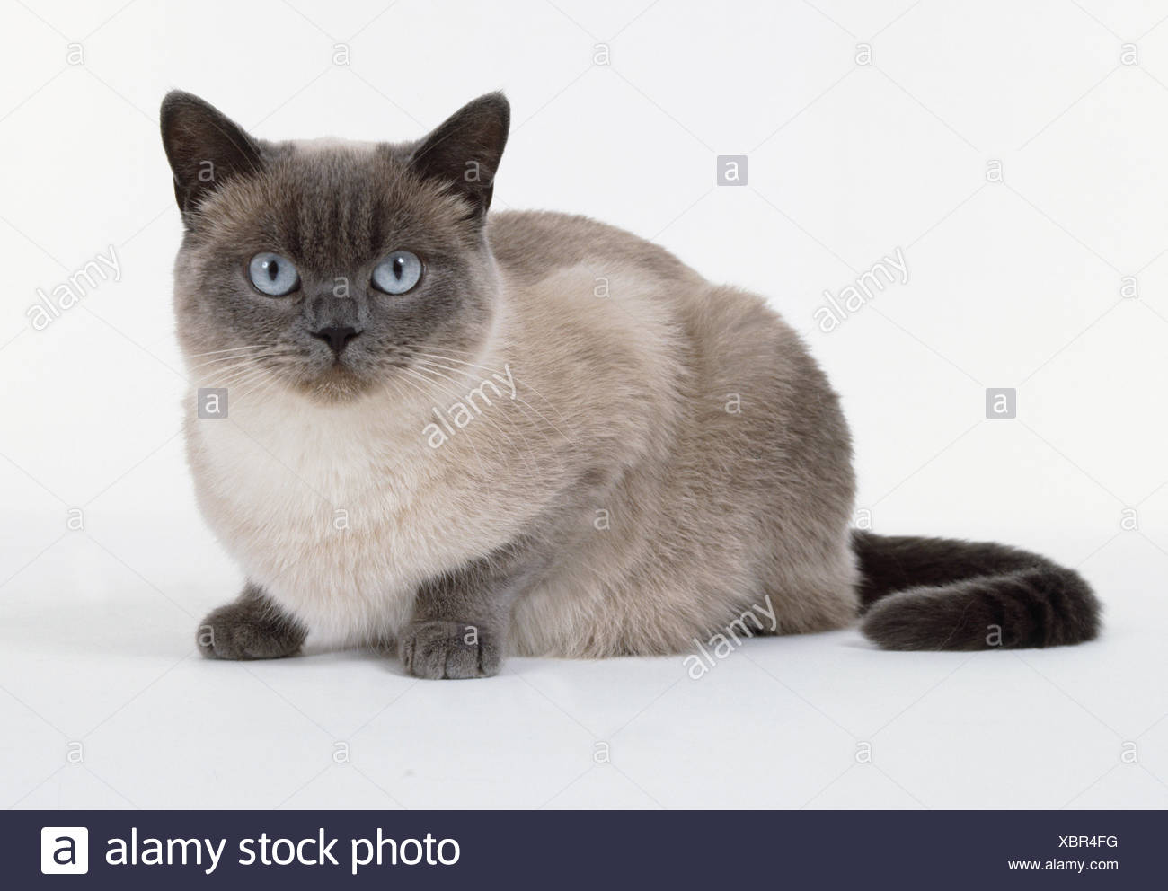 Blue Point British Kurzhaar Katze Zeigt Glazialen Weißen