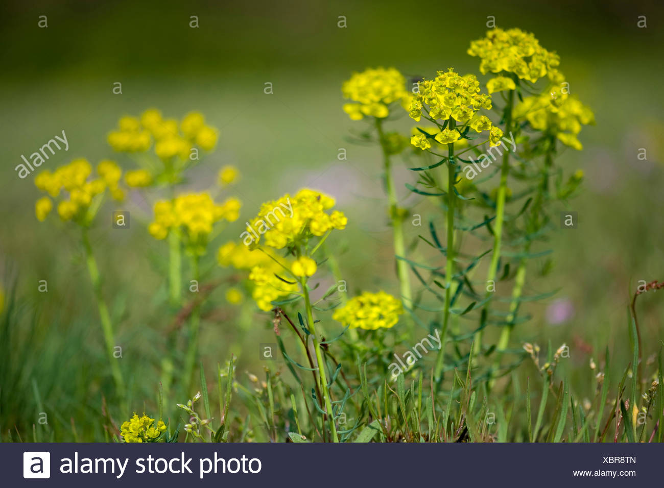 ZypressenWolfsmilch (Euphorbia Cyparissias