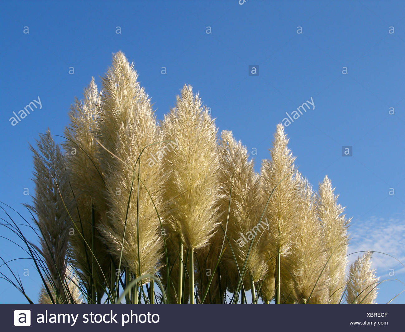 Garten Im Sommer Sommerlich Schilf Graser Stengel Strauch Busch