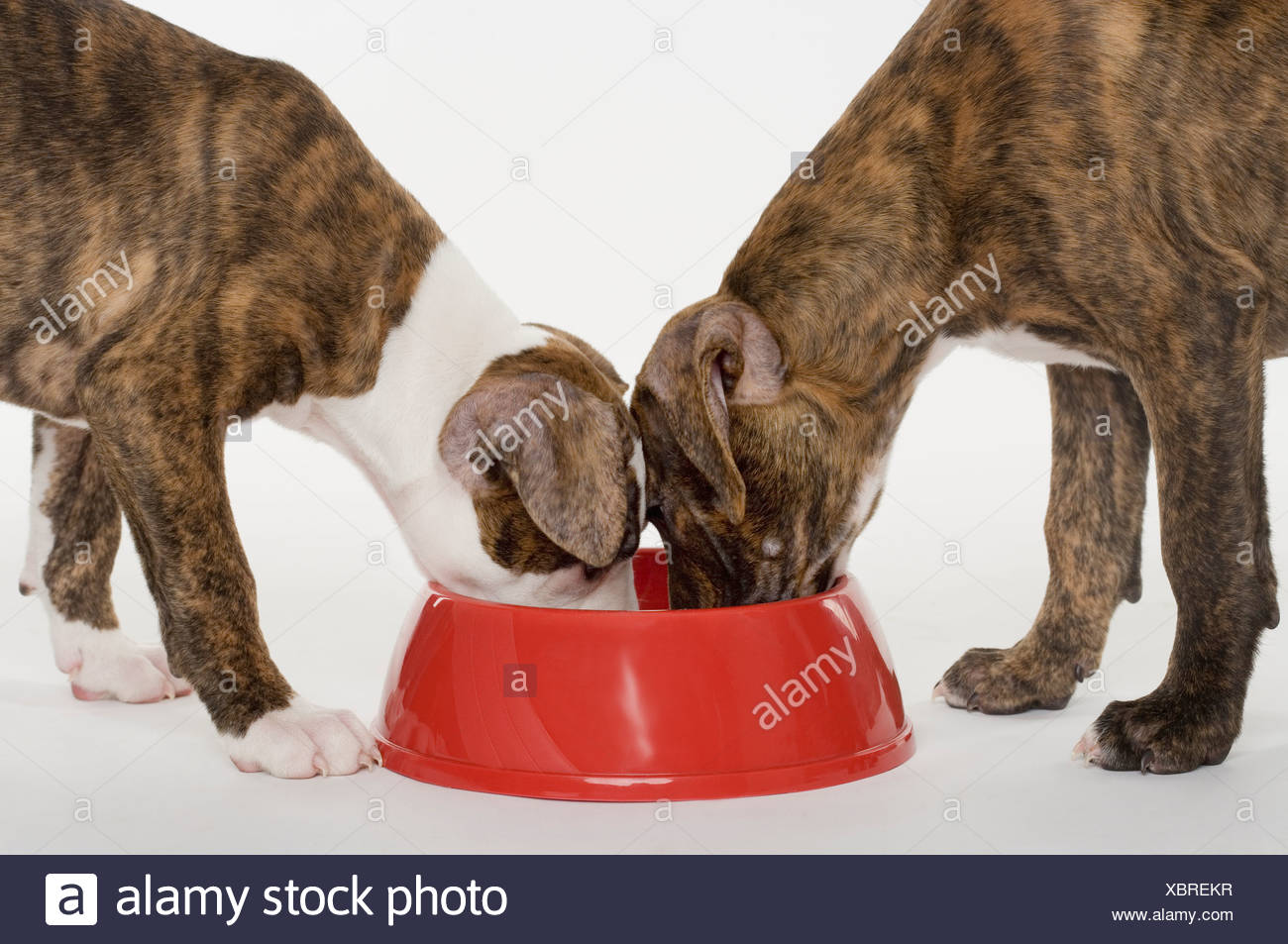 Welpen Essen Stockfotos Und Bilder Kaufen Alamy