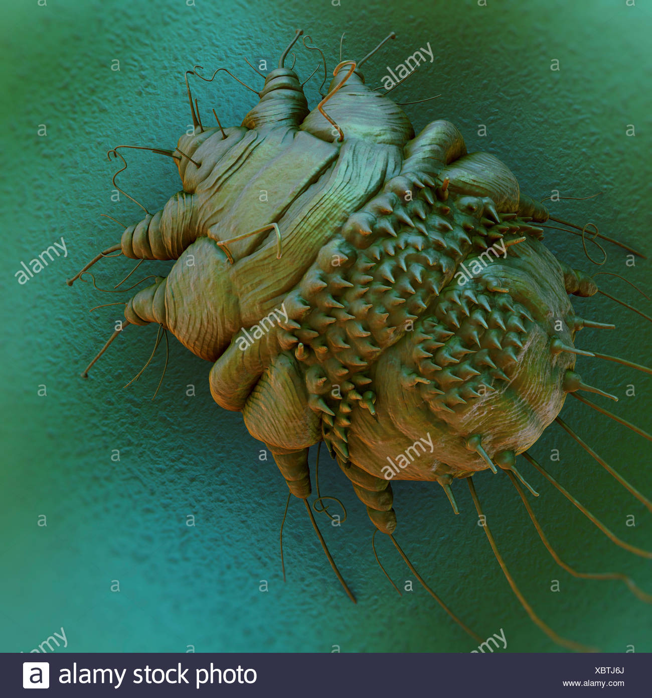 Sarcoptes Stockfotos &amp; Sarcoptes Bilder Alamy