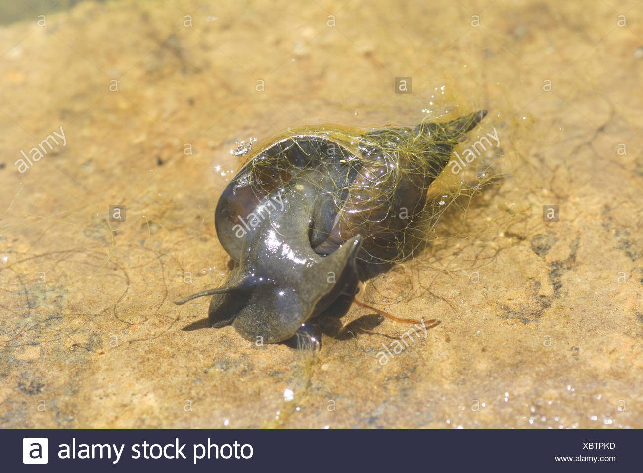 Teichschnecken Stockfotos & Teichschnecken Bilder Alamy