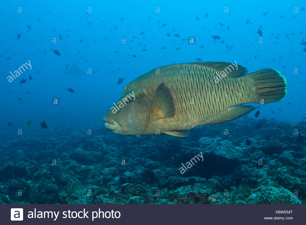 Napoleon Lippfisch Cheilinus Undulatus Thaa Atoll Malediven Stockfotografie Alamy Top thaa abbreviation meanings updated november 2020. alamy