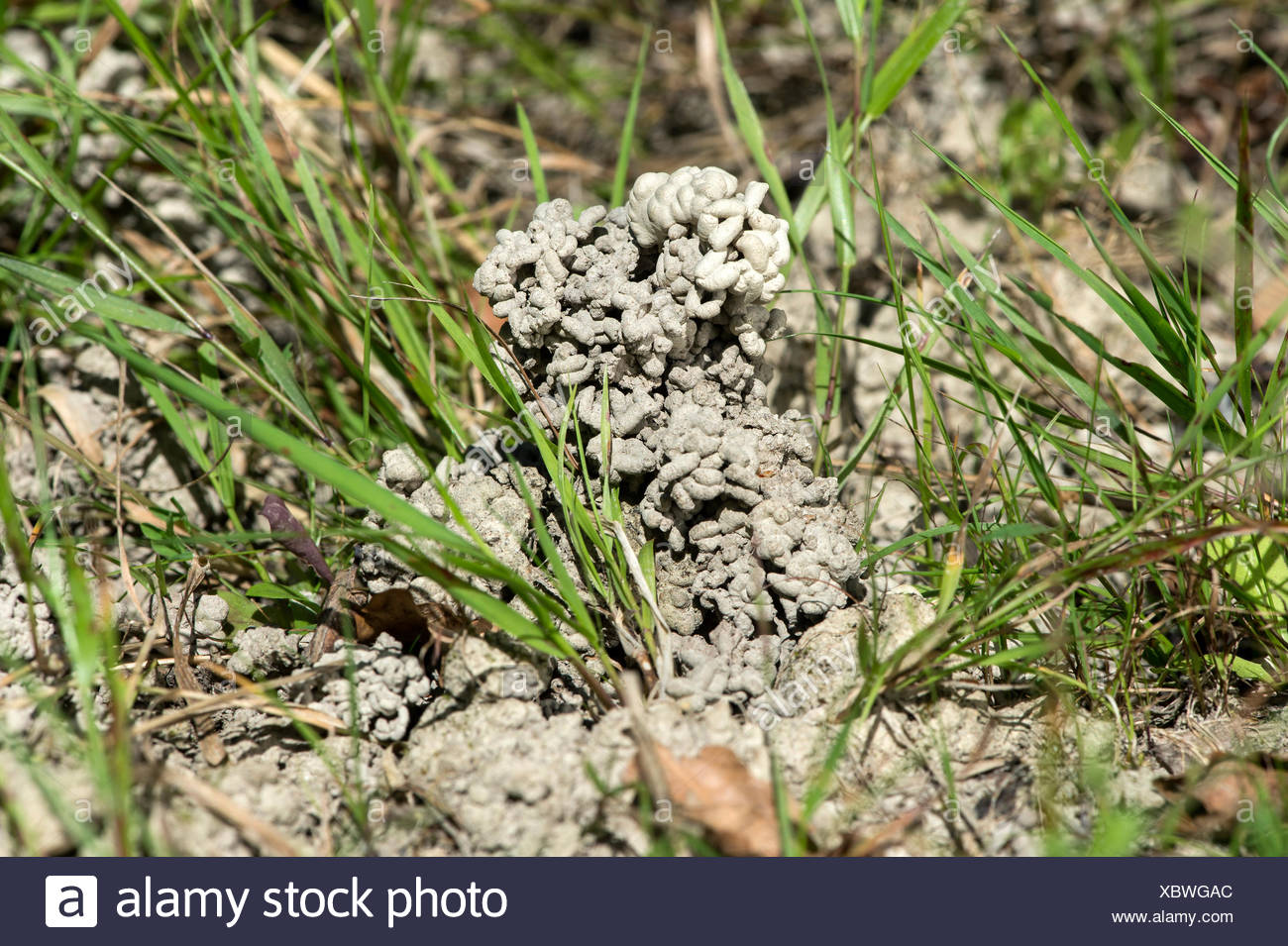 Lumbricidae Stockfotos und bilder Kaufen Alamy