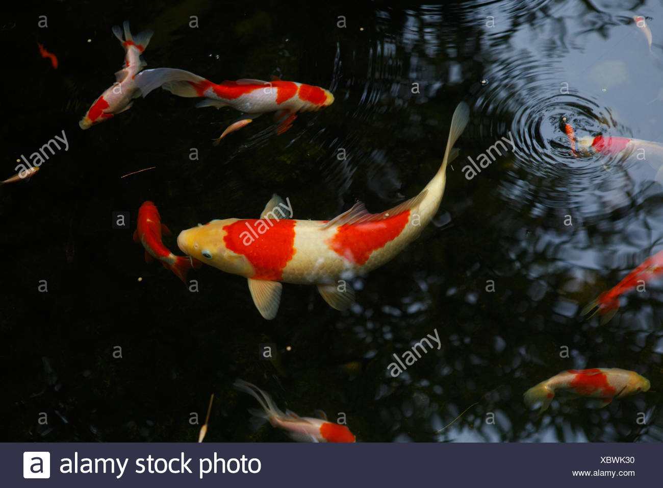 Koi Karpfen Stockfotos und bilder Kaufen Alamy