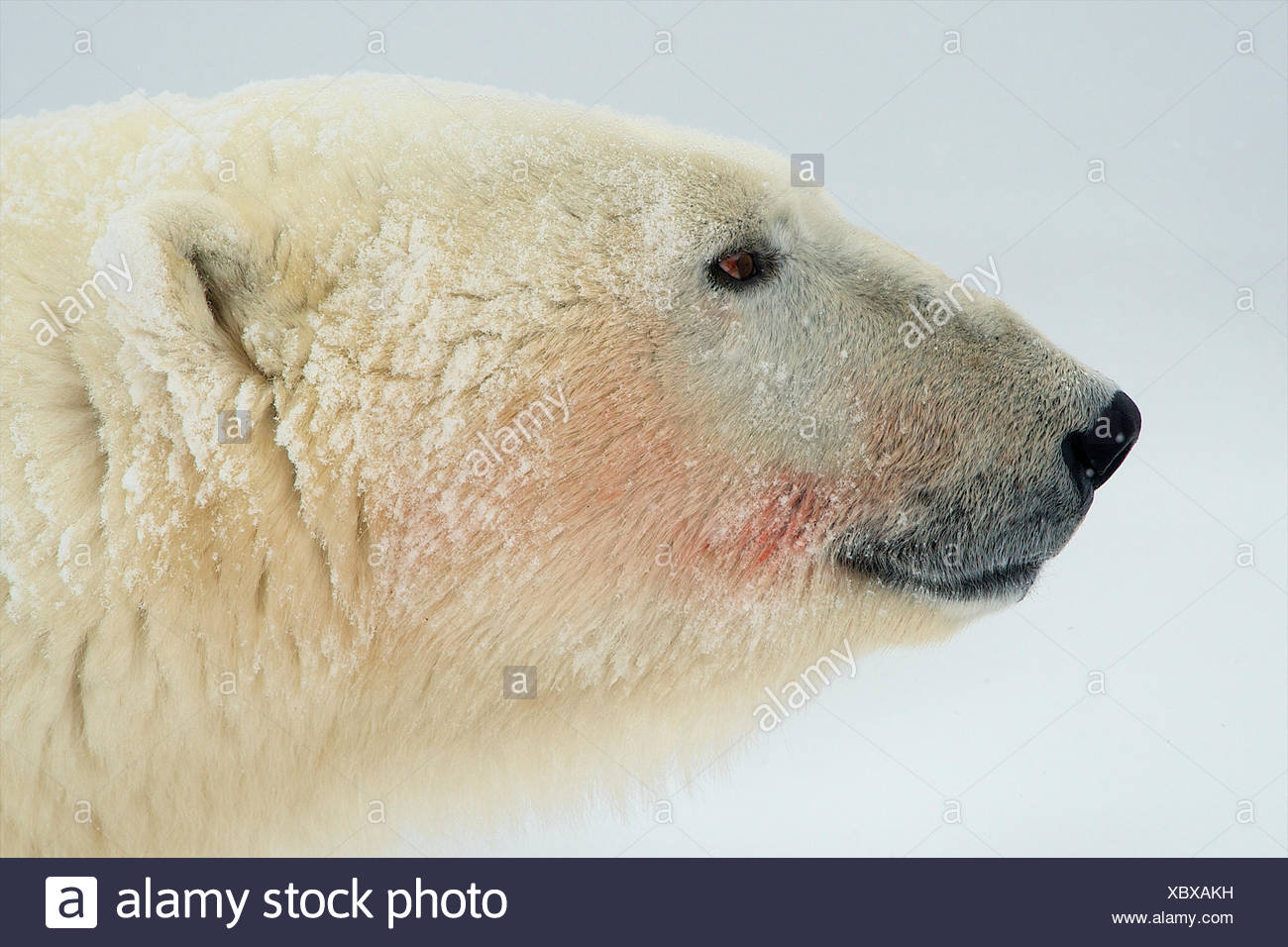 Der Kleine Eisbar Stockfotos Der Kleine Eisbar Bilder Alamy