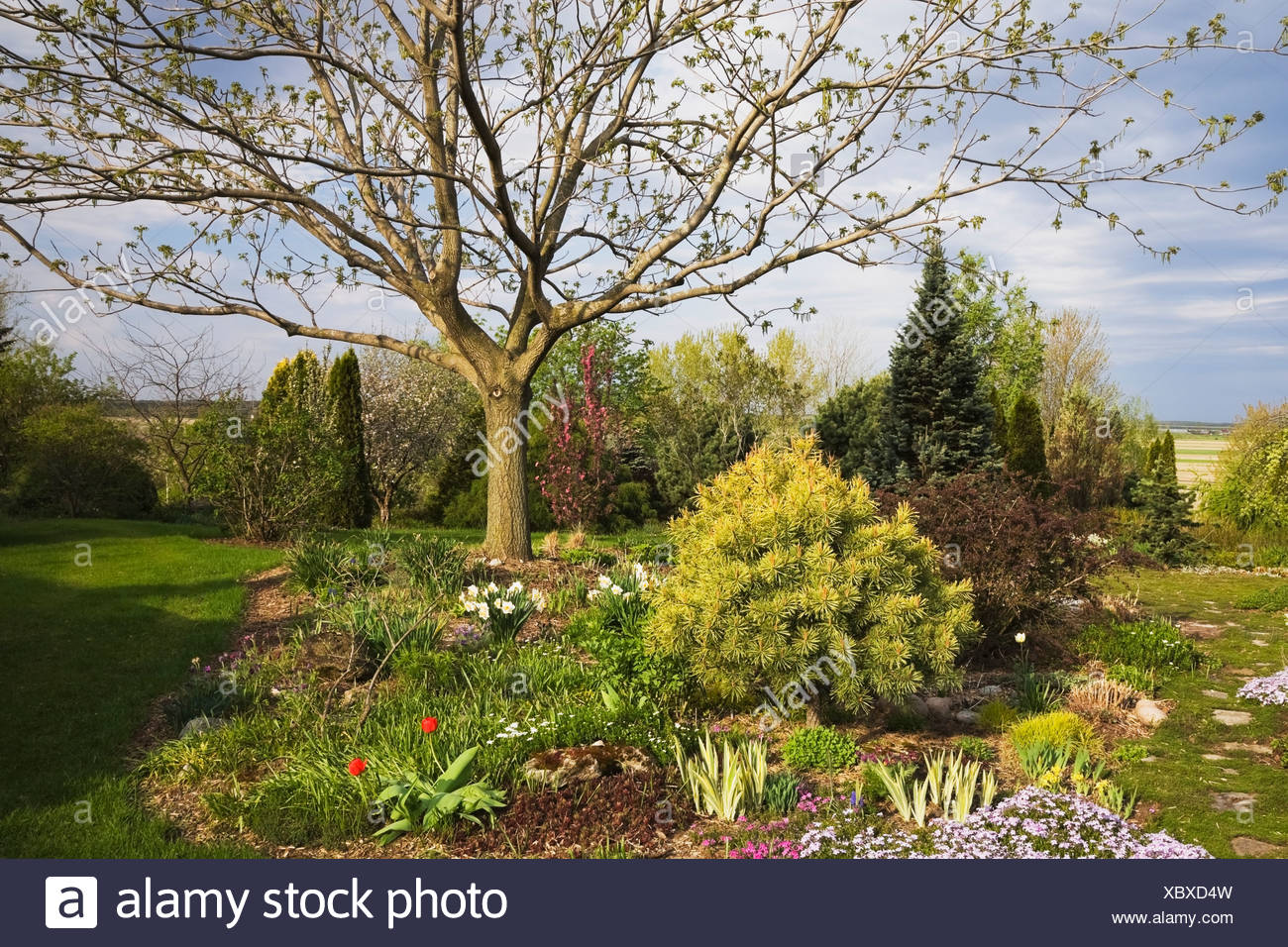 Walnussbaum Im Garten