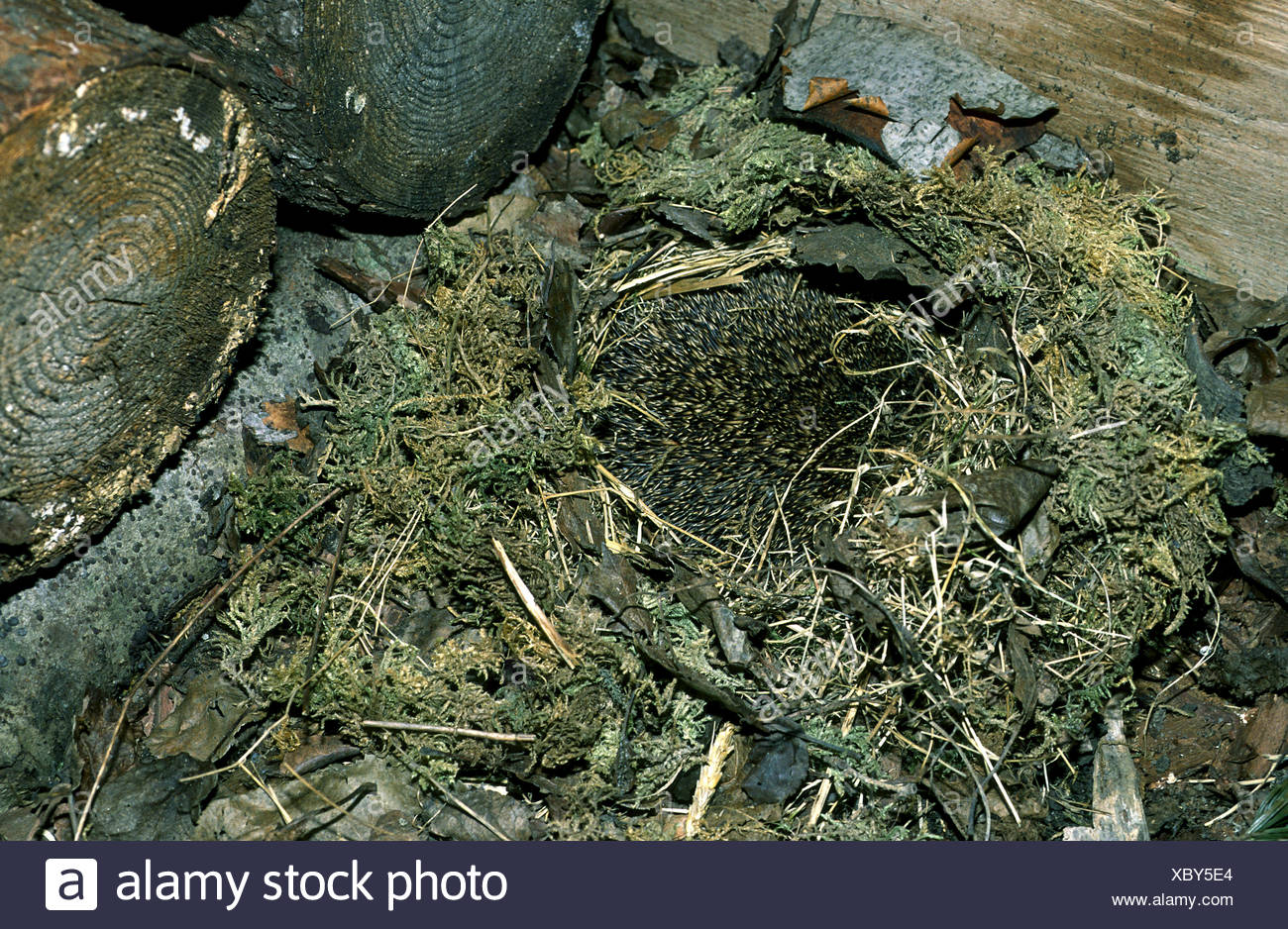 Igel Nest Stockfotos und bilder Kaufen Alamy