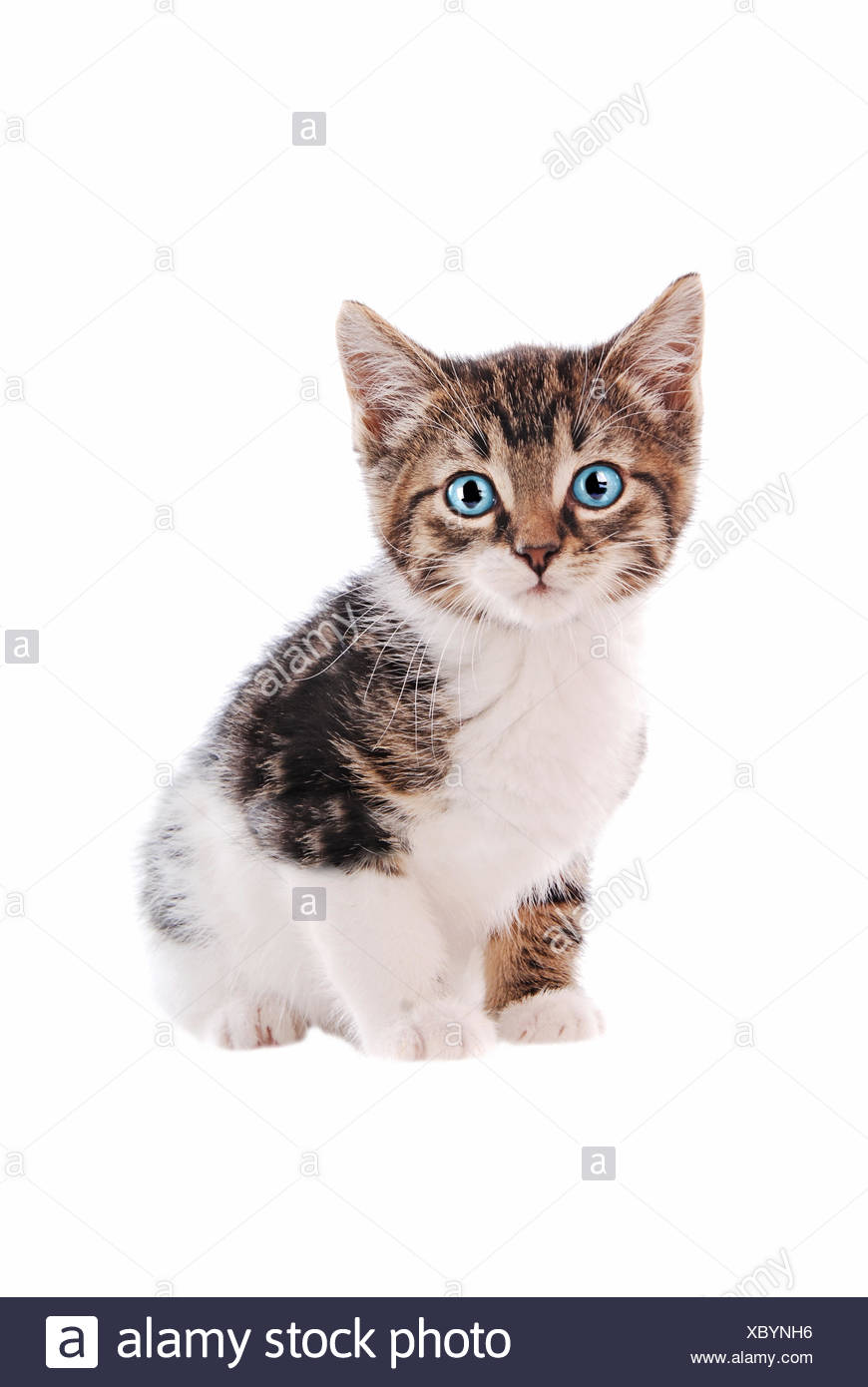 Weiß Und Braun Tabby Katze Mit Blauen Augen Stockfoto Bild