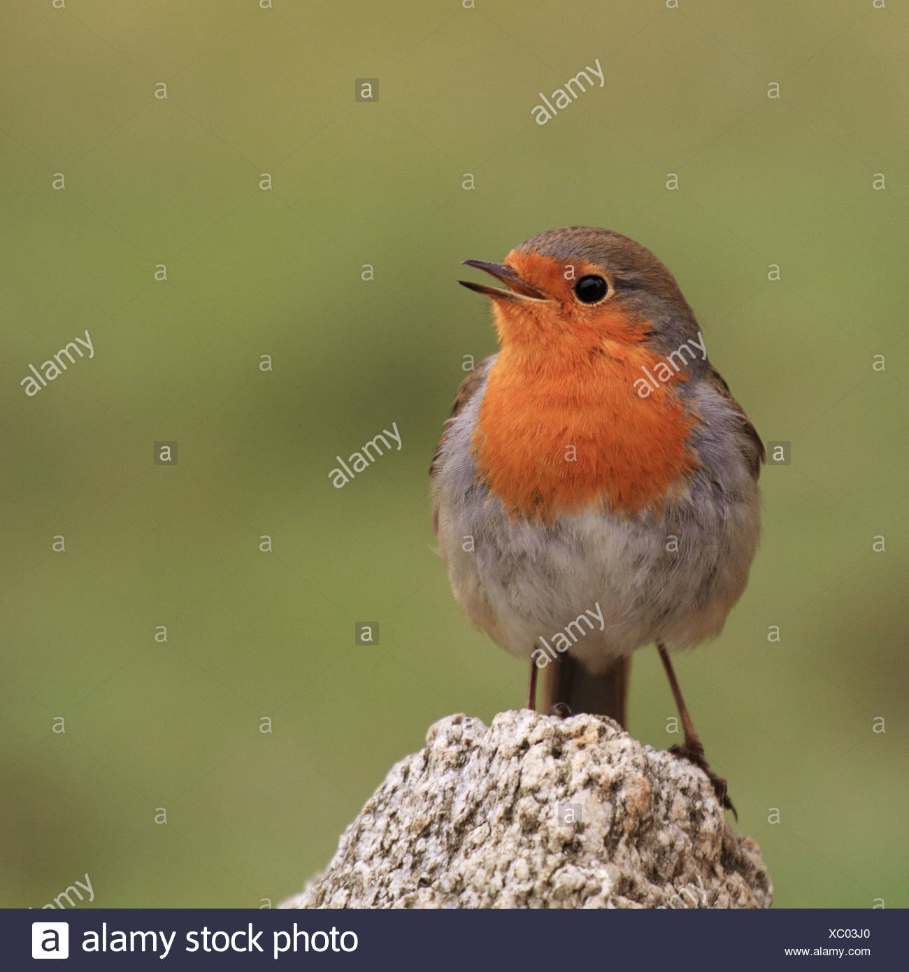 Garten Vogel Insekten Vogel Wildtiere Garten Singvogel