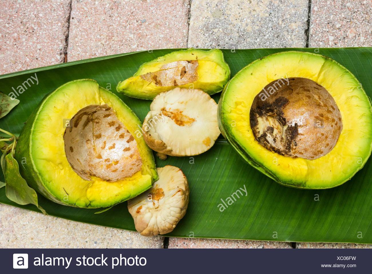 Florida avocados zu verkaufen