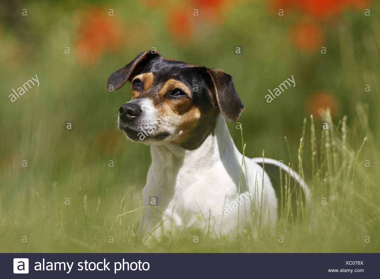 Farmdog Stockfotos Farmdog Bilder Alamy