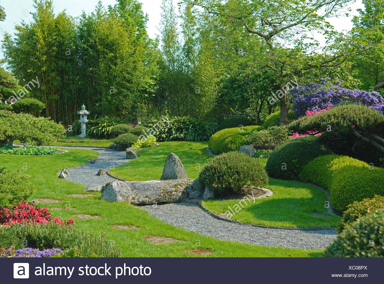 Latschenkiefer, Mugo Pine (Pinus Mugo Pumilio, Pinus Mugo var ... Latschenkiefer, Mugo Pine (Pinus Mugo Pumilio, Pinus Mugo var ...
