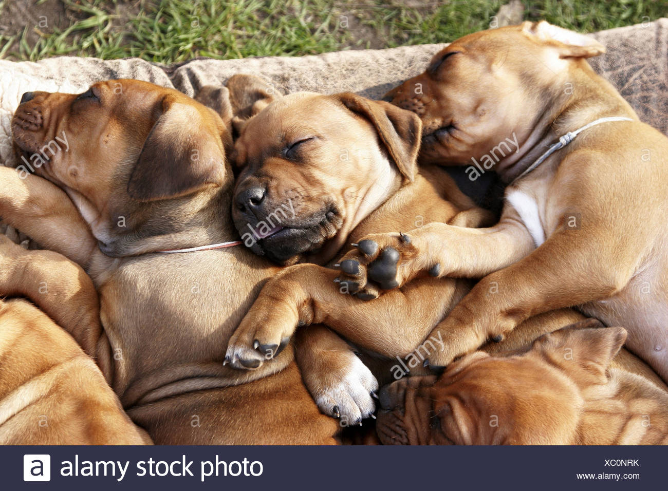 Hund Welpen Rhodesian Ridgeback Schlafen Tiere Hunde Tierbabys Baby Hunde Welpen Rasse Rassehunde Hunde Liegen Ruhen Stockfotografie Alamy