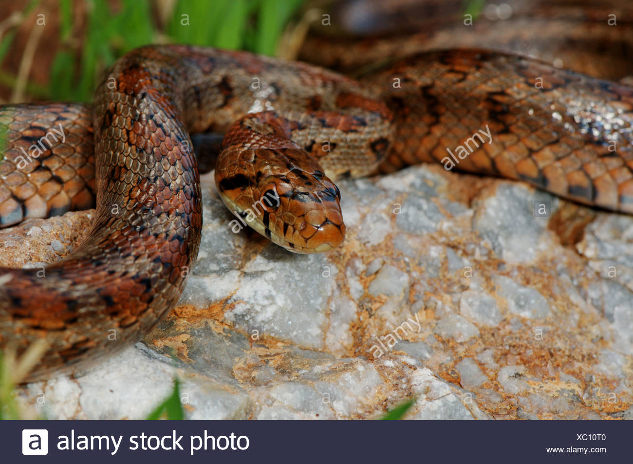 Schlange Schlangen Leopard Schlange Zamenis Situla Schmuckstuck Schlange Reptil Reptilien Portrat Geschutzt Vom Aussterben Bedrohte Griechenland Griechisch Balkan Stockfotografie Alamy