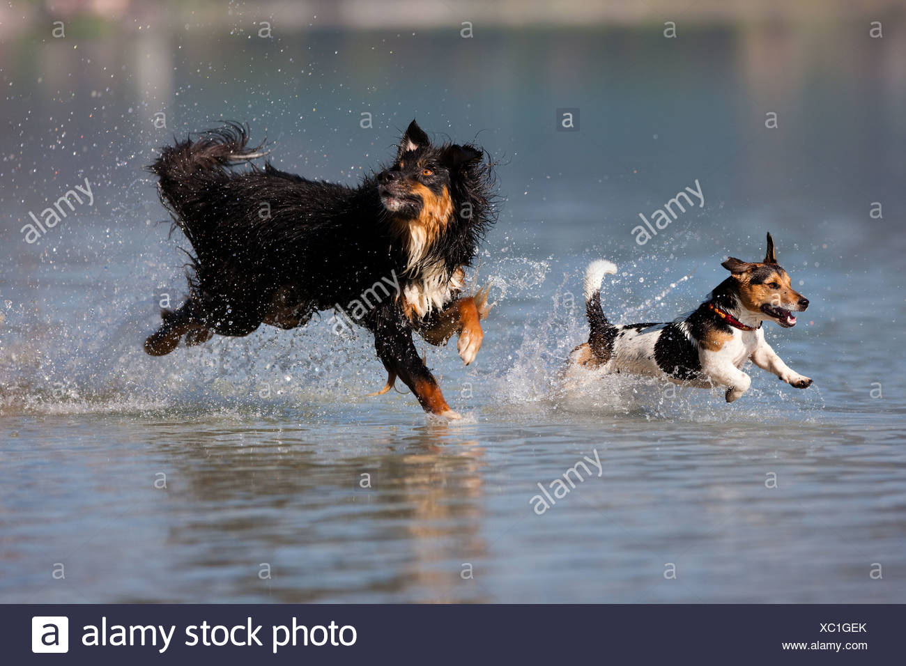 Jack Russell Terrier und Australian Shepherd springen Wasser Jack Russell Terrier springen in Wasser, Nord Tirol