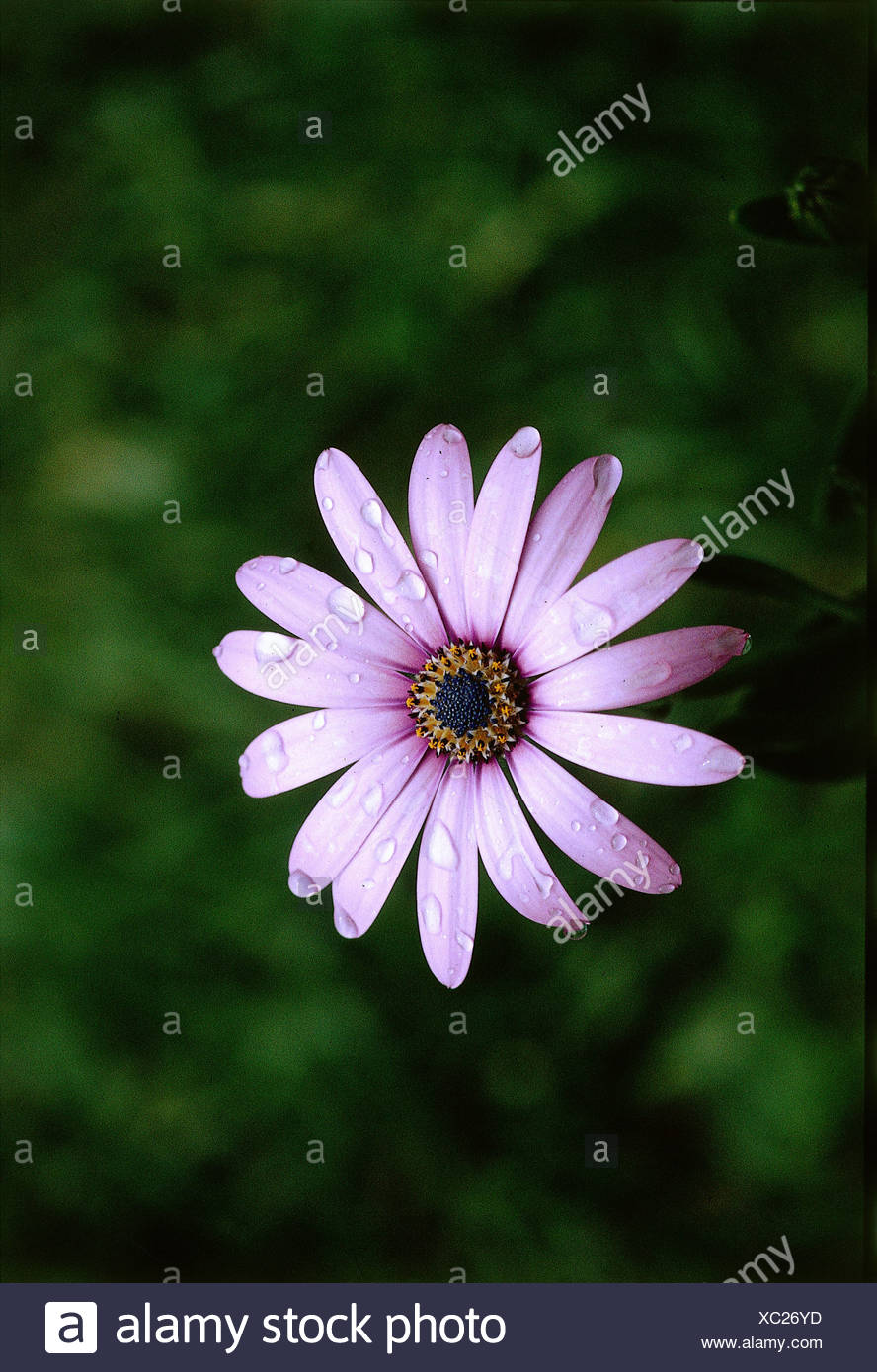 Botanik Chrysantheme Chrysantheme Bornholm Margerite Bluten Mit Wassertropfen Wasser Tautropfen Asteraceae Bloomi Stockfotografie Alamy