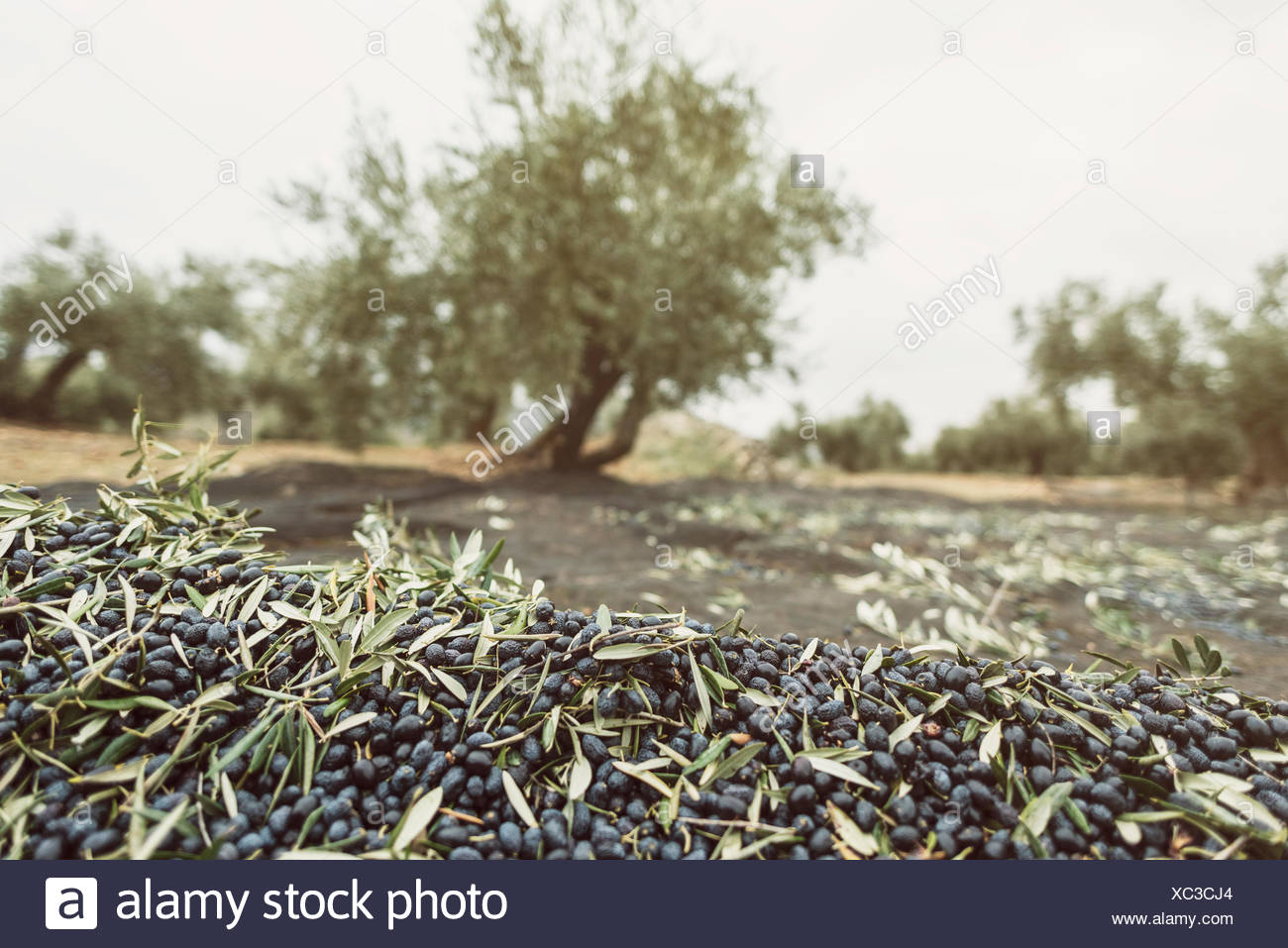 Spanien Schwarze Oliven Geerntet Stockfoto Bild 282817532 Alamy