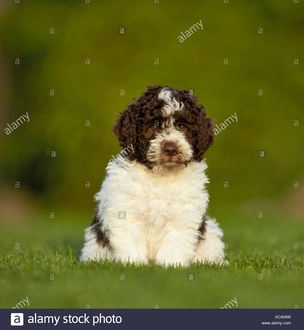 Lagotto Romagnolo Italienische Truffelhunde Zucht High Emotion In Brandenburg Berlin Fellpflege Futterung